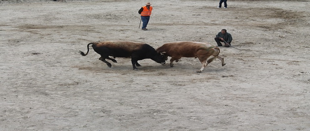 20. 	Ayder Boğa Güreşleri Sona Erdi