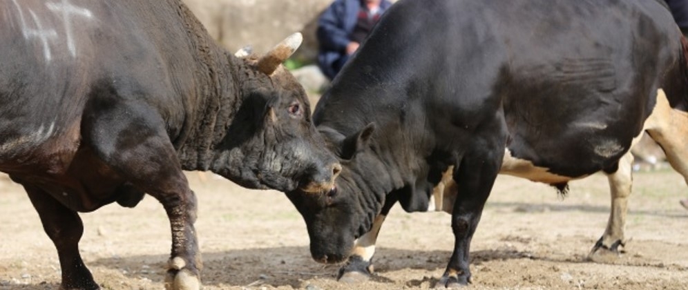 21. ÇAMLIHEMŞİN AYDER KÜLTÜR SANAT VE DOĞA FESTİVALİ SONA ERDİ