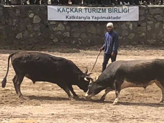 GALER DÜZÜ KÜLTÜR SANAT VE BOĞA FESTİVALİ
